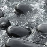46 globicéphales sont encore vivants à Cheynes Beach.